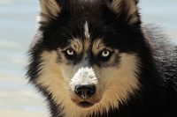 En Sibirien husky