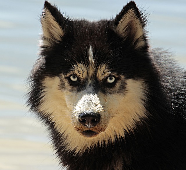 En Sibirien husky