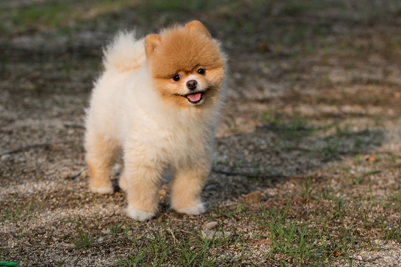 En fluffig liten hund